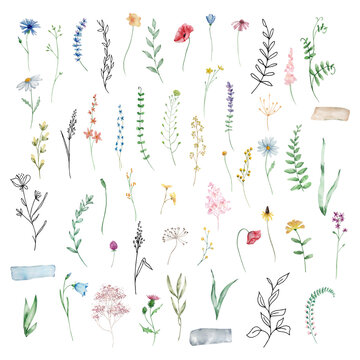 Watercolor Wildflowers, Delicate Botanical Illustration