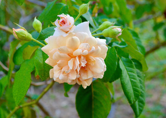 A beautiful apricot rose on a sunny afternoon. Buff Beauty is a hybrid musk rose from Britain, 1939.