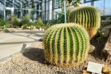 echinocactus grusonii und andere Kakteen in einer Pflanzensammlung in einem Gewächshaus