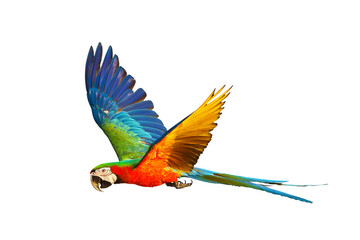 Colorful macaw parrot flying isolated on transparent background png file © Passakorn