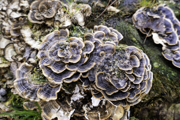 Mushrooms on a tree trunk