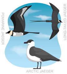 Cute Bird Skua Jaeger Set Cartoon Vector

