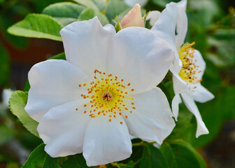 A closeup of a white rose in a sunny garden