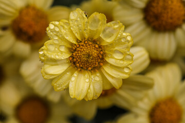 Marguerite Daisies in a light rain