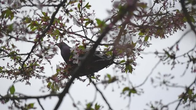 doves eat cherry blossoms.