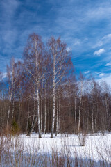 Spring landscape with forest covered with snow. Sunny.