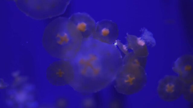 Jelly Blubber (Catostylus Mosaicus) Eat Plankton,Small Particles Of Ocean Water, Reduce Noise, Pro Rez 422