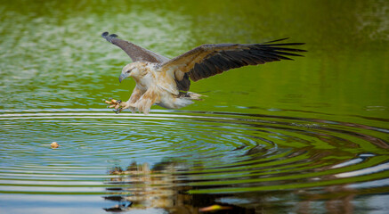 White-bellied sea eagle (Haliaeetus leucogaste)
