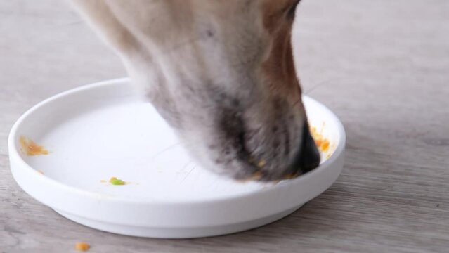 Cute mixed breed dog sitting at the table at home and eating food from the plate, dog eating leftovers