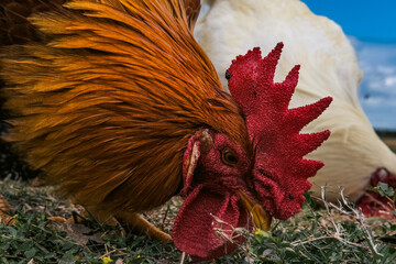 A close up of a rooster eating grass.