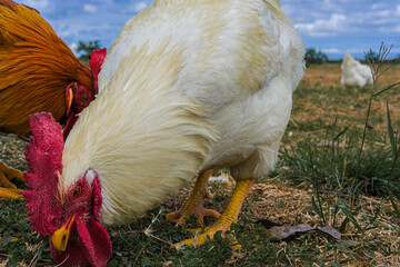 A chicken eating near a ranch.