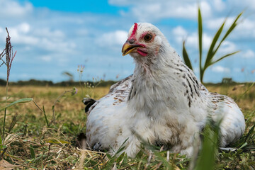 A closeup of a hen.