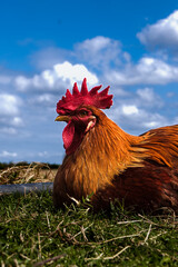 A rooster sitting showing its beak.