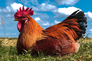 A rooster sitting in a ranch.