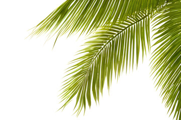 Palm Leaves Isolated On White Background