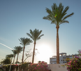 Fototapeta na wymiar Palm tree near the building against the blue sky.