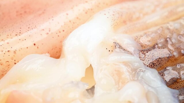 angle view fresh raw squid rotating horizontal composition