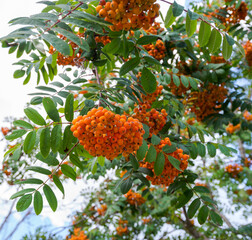 Leaves and fruits of Rowan, Sorbus aucuparia. Photo taken in the municipality of Ehrwald, Austrian...