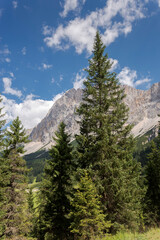 Fototapeta na wymiar Norway spruce, Picea abies. Phot taken in the Mieming Range, State of Tyrol, Austria