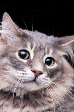 Pretty kitty with very astonished look in studio photo on dark background