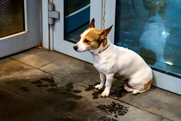 the dog is waiting for the owner at the door of the store