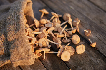 Fototapeta na wymiar macro photo of mushrooms collected in a cloth bag lying on a wooden table