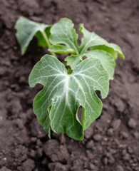 Watermelon seedling in the ground.