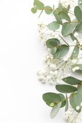 Baby's breath Gypsophila flowers, fresh green eucalyptus leaves on  white background.