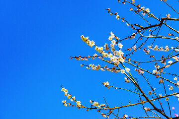 静岡県熱海市　熱海梅園