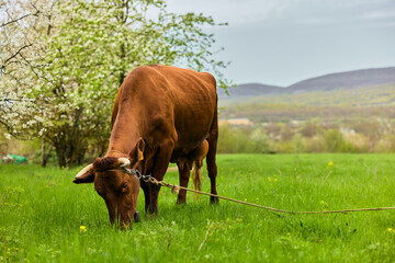 lonely red cow grazes on green grass