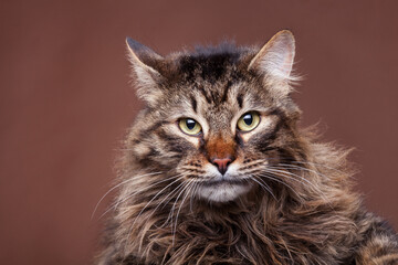 Fototapeta na wymiar Angry maine coon cat on brown background in studio photo. Fluffy big cat in studio