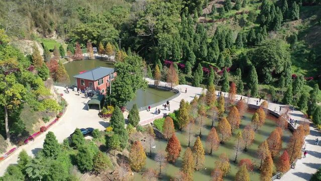 Aerial view of tourists walking in a park of bald cypress trees which grow in the swamp and leaves turning into red and orange colors on a sunny autumn day, in Sanwan Township, Miaoli County, Taiwan