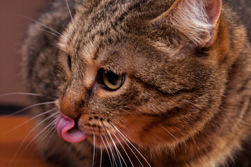 Cute cat with her tongue out. Studio photo