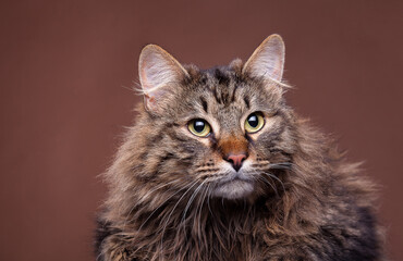 Beautiful maine coon breed cat on brown background. Big domestic mammal