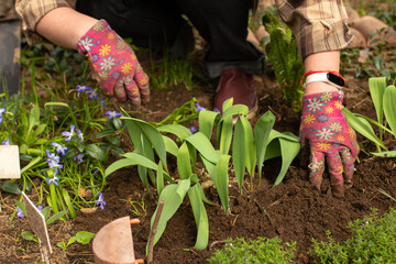 Fototapeta premium Woman in gloves plants flowers in the ground in countryside garden