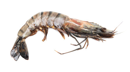 King prawns isolated on white background.