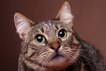 Adorable cat looking at the camera. Studio photo