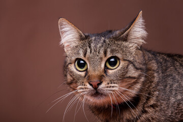 Cat in studio on brown background. Beautiful feline