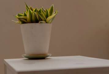plant and pot on a table or decorative centerpiece as a background or texture