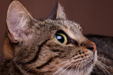 Beautiful cat in close up photo. Studio photo