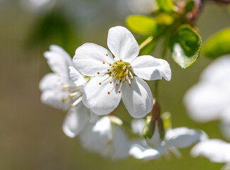Flowers on a cherry tree in spring.
