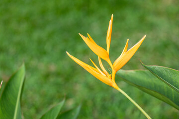 Obraz premium bright yellow flower against green background