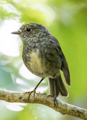 NZ Birds in sanctuary, Kapiti Island, Rare birds 