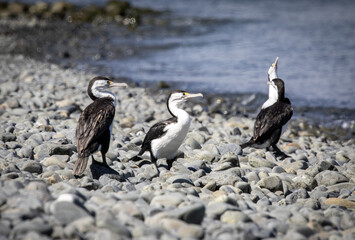 NZ Birds in sanctuary, Kapiti Island, Rare birds 