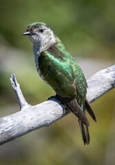 NZ Birds in sanctuary, Kapiti Island, Rare birds 