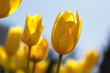 Obraz premium Blooming spring yellow tulips close-up on a blurry background with bokeh. Full frame of tulips, soft selective focus, warm background for a postcard for March 8. Growing tulips in the garden.
