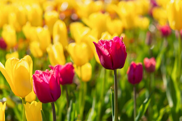 Fototapeta premium Yellow and purple tulips bloom in the garden in spring. Beautiful spring flower background. Soft focus and bright lighting. Blurred garden background.A flower bed in bright sunlight. Macro, copy space