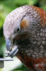 Rare NZ Birds. Wellington NZ. Parrot, Kaka, 