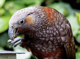 Obraz premium Rare NZ Birds. Wellington NZ. Parrot, Kaka, 