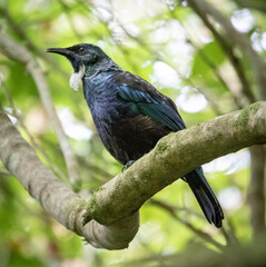 Rare NZ Birds. Wellington NZ. Parrot, Kaka, 